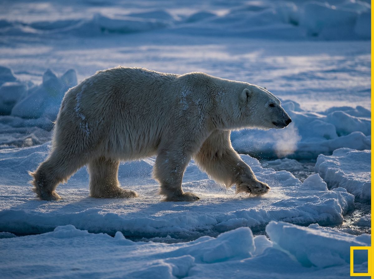 抖阴北极熊视频